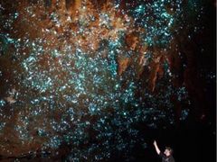 -怀托摩萤火虫洞