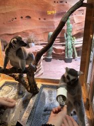 -Zoolung Zoolung动物主题公园(海信广场店)