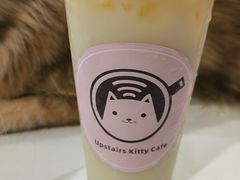 -楼上猫咖(罗湖店)