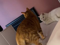 -达爱动物医院·犬猫分区·CT·复杂眼科(远洋山水分院)