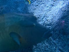 -悉尼海洋生物水族馆
