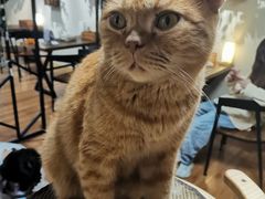 -喵屋coffee