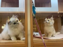 -钦宠·猫咪售卖·洗护·寄养(东圃旗舰店)