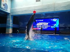 -锦艺城海洋馆