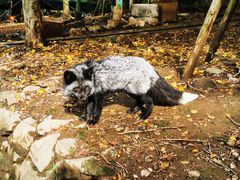 -宫城藏王狐狸村