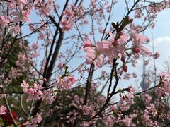 -王借岗森林公园