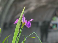 -练塘古镇