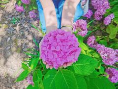 -上海滨江森林公园