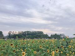 -光明小镇欢乐田园