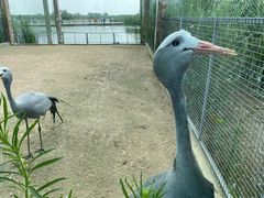 -盐城丹顶鹤湿地生态旅游区