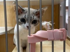 -山宅一喵德文卷毛猫舍