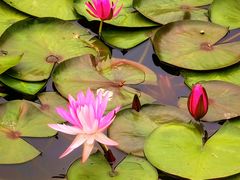 -国家植物园南园