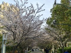 -高东镇樱花园