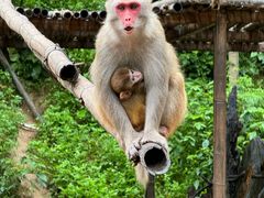 -西双版纳原始森林公园