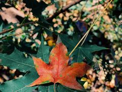 -北京西山国家森林公园