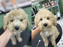 -瑞鹏宠物医院·宠保定点·心脏科·内科(御桥分院)