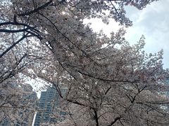 -西北湖绿化广场