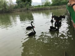 -长兴太湖图影湿地文化园