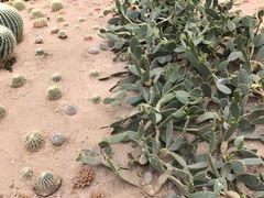 -兰陵国家农业公园