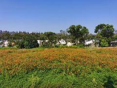 -上海长兴岛郊野公园