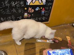-猫猫幼稚园·撸猫·桌游·电玩
