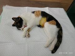 -爱侣宠医·鹦鹉专科·小型哺乳类·异宠专科(灵石路店)