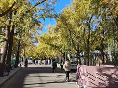 -三里屯东五街银杏大道