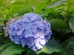 -都江堰玫瑰花溪谷