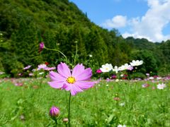 -花溪公园