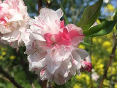 -南汇桃花村