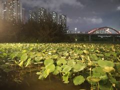 -猪脚洪隆江猪脚饭