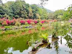 -深圳仙湖植物园