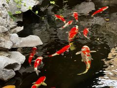 -鲤院·新中式美学·庭院餐厅(夫子庙店)