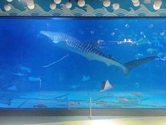 -烟台海昌鲸鲨海洋公园