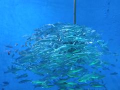 -成都浩海立方海洋公园