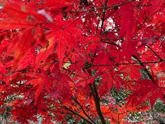 -上海佘山国家森林公园天马山园