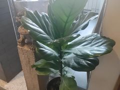 -老绥元烧麦·家常菜(大召店)