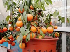 -龙大花卉苗木市场