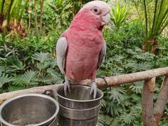 -南宫五洲植物乐园