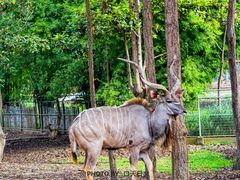 -清迈夜间动物园