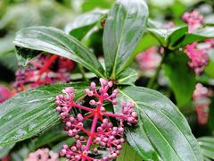 -Emerald Botanic Gardens