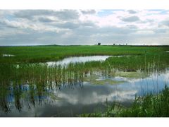 -白渔泡湿地公园