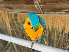 -西霞口神雕山野生动物世界