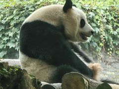 -都江堰中华大熊猫苑