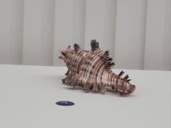 -青岛贝壳博物馆