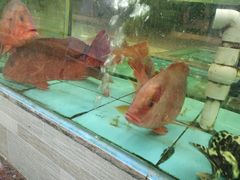 -景好海鲜餐厅(大鹏必选旅游店)