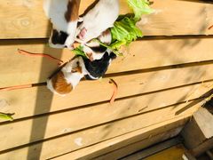 -北京鹿世界主题园