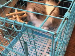 -志龙皇冠吃货椰子铺