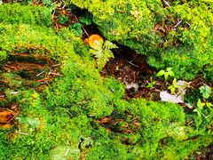 -硗碛藏寨·神木垒景区