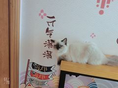 -Sweet cat·星愿猫咖(国贸大厦店)